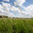 Gräser im Wind