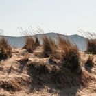 Gräser im Wind