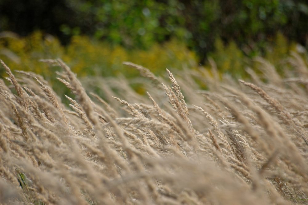 Gräser im Wind