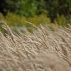 Gräser im Wind