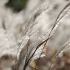 Gräser im Wind