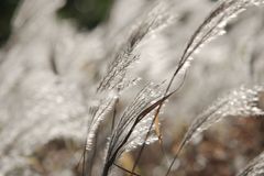 Gräser im Wind