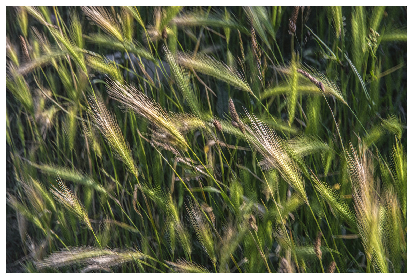 Gräser im Wind I