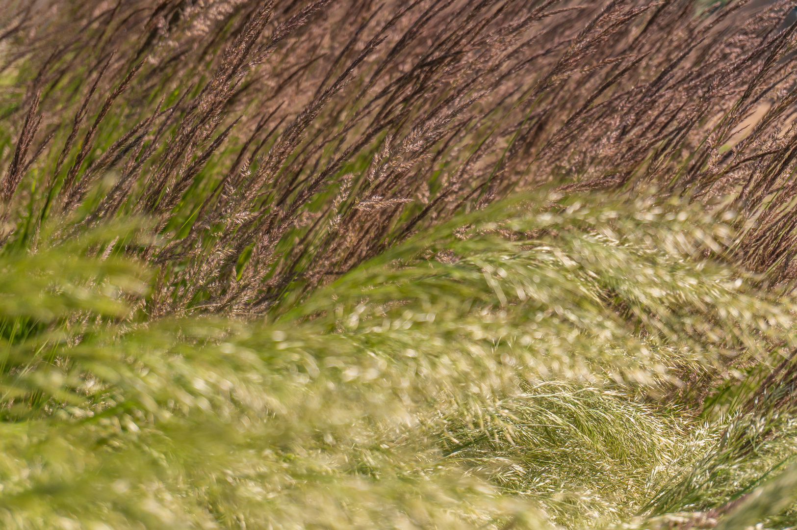 Gräser im Wind I