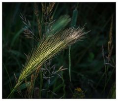 Gräser im Wind II