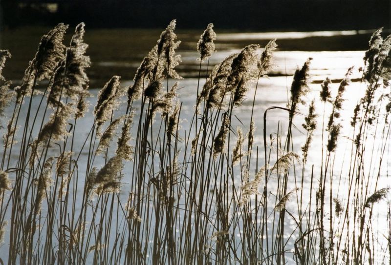 Gräser im Winde