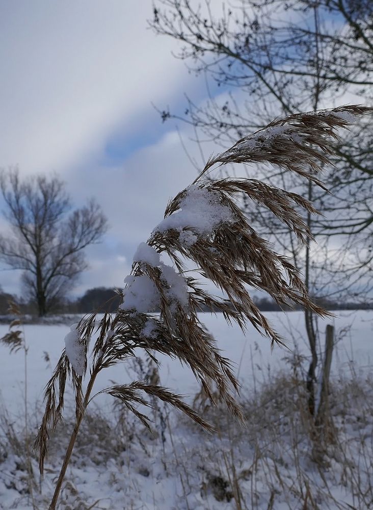 Gräser im Winter Foto & Bild natur, pflanzen, pilze & flechten