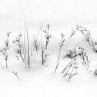 Gräser im Winter
