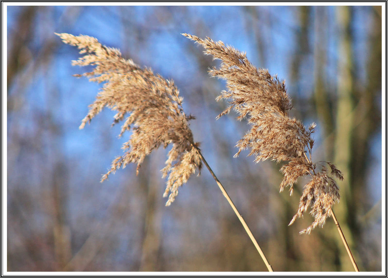 Gräser im Winter