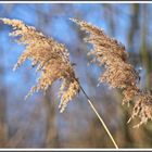 Gräser im Winter