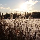 Gräser im Winter