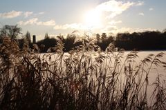 Gräser im Winter