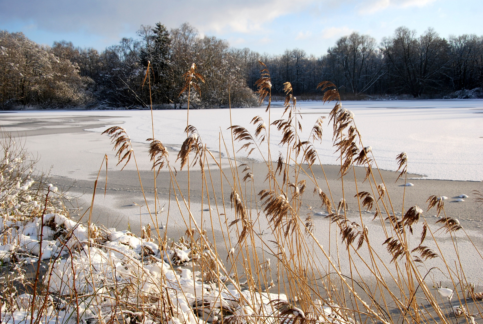 Gräser im Winter