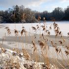 Gräser im Winter