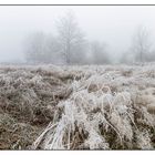 Gräser im Winter