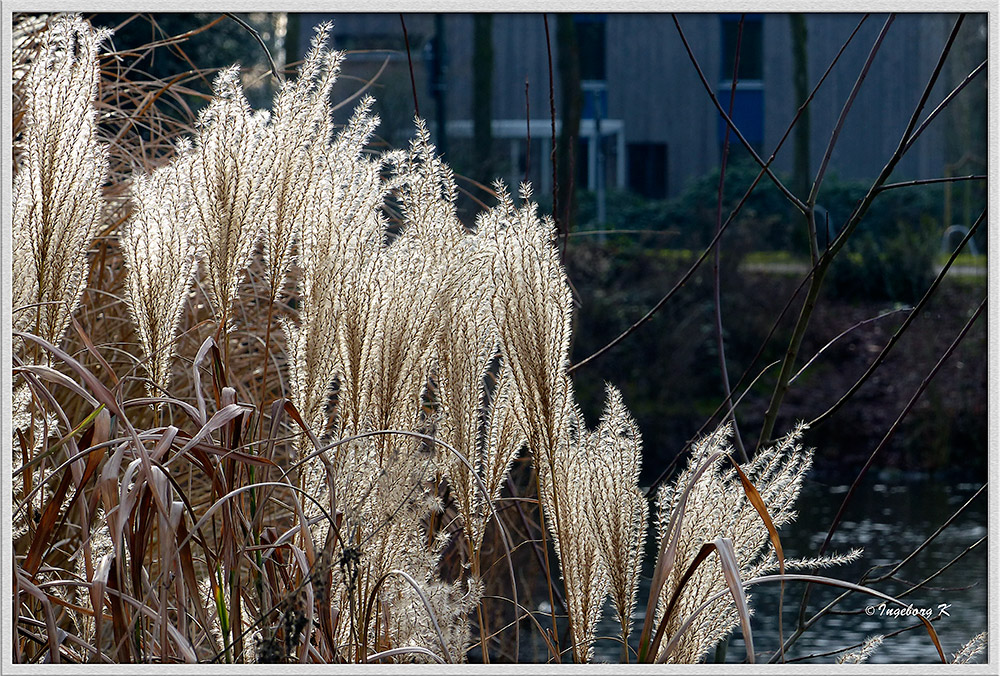 Gräser im Winter -