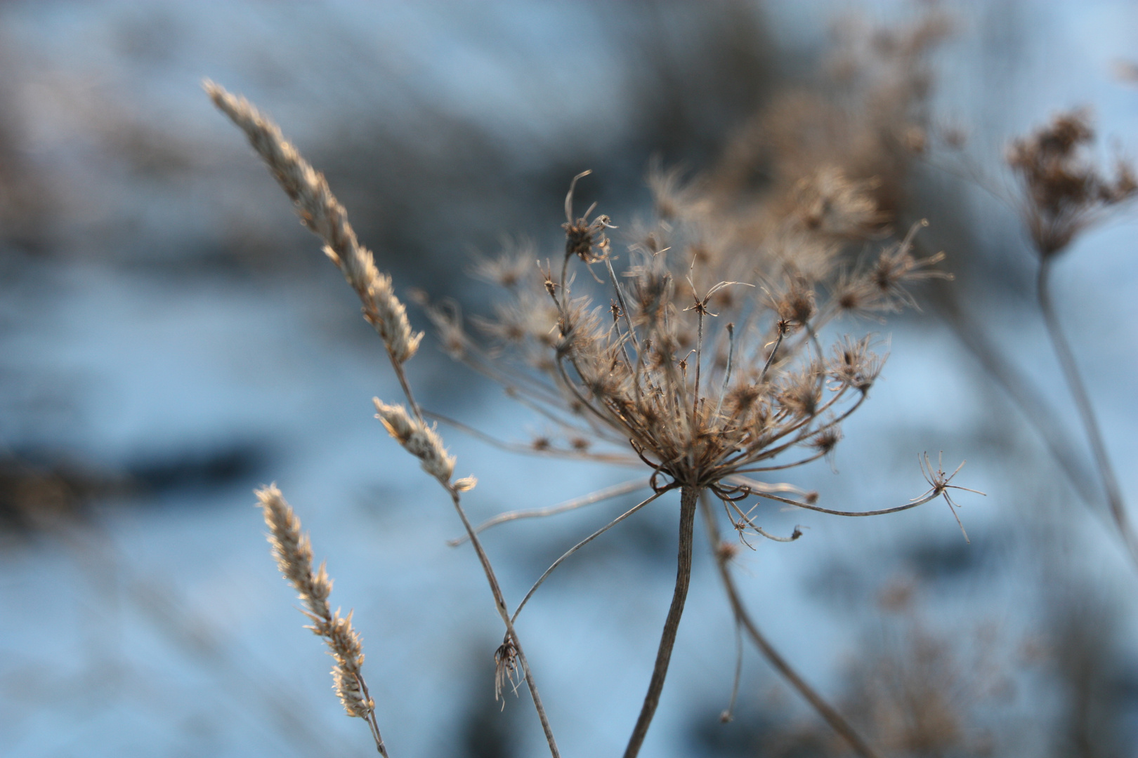 Gräser im Winterlicht