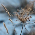 Gräser im Winterlicht