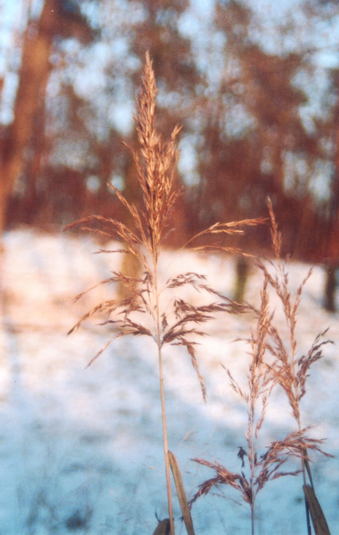 Gräser im Winterschlaf