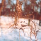 Gräser im Winterschlaf