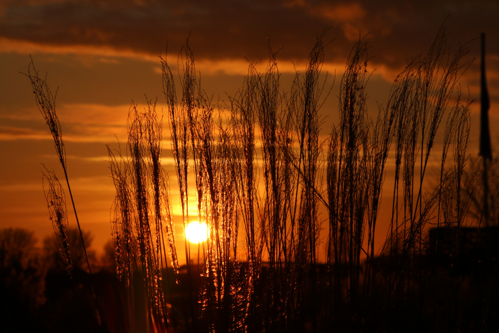 Gräser in Abendstimmung