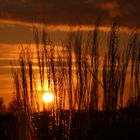 Gräser in Abendstimmung