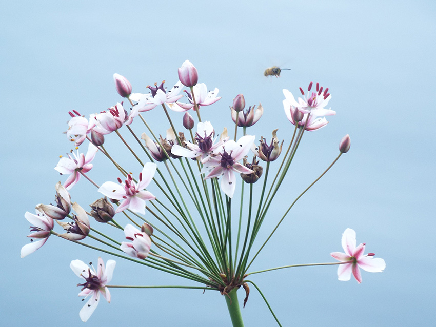 Gräser in Blüte