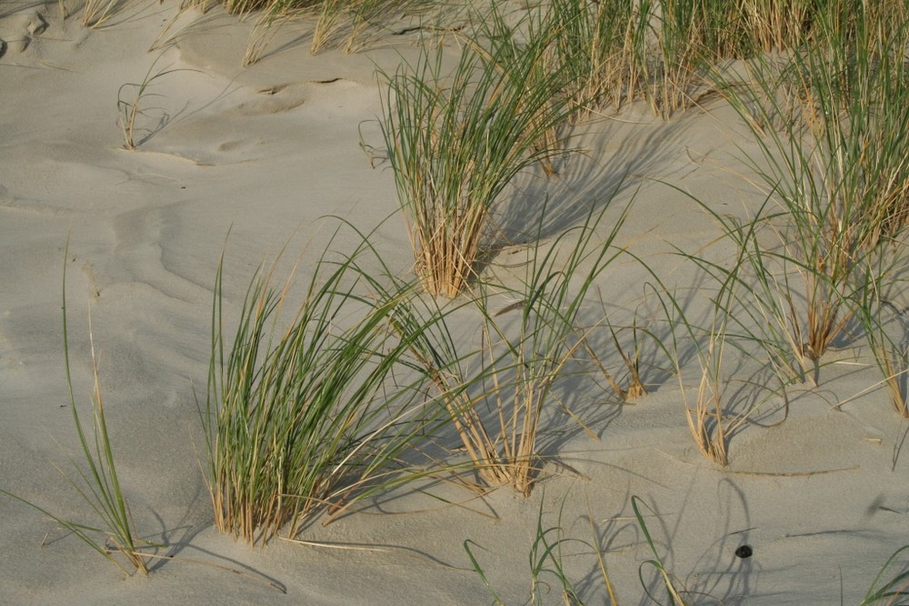 Gräser in den Dünen