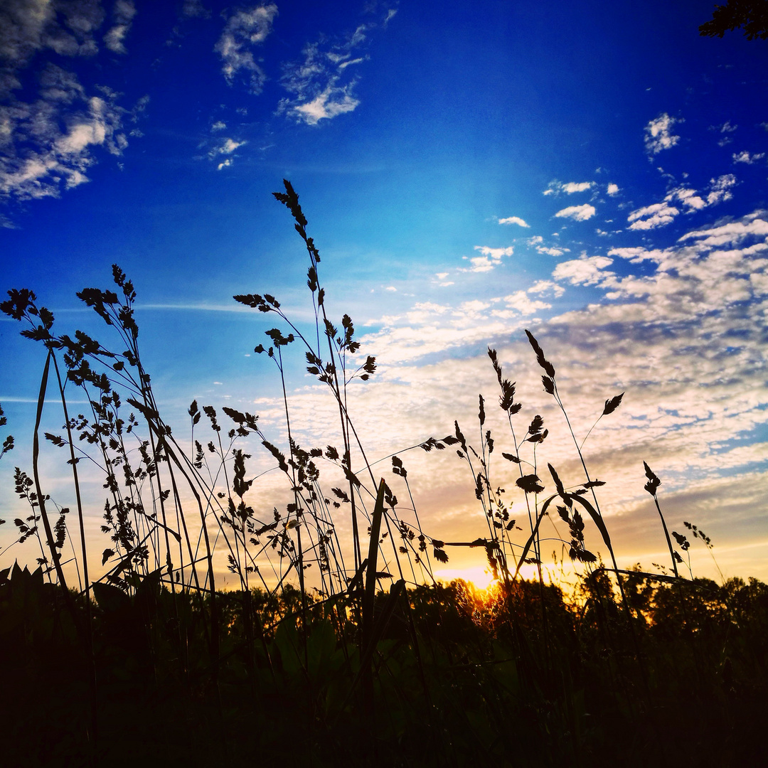 Gräser in der Abenddämmerung