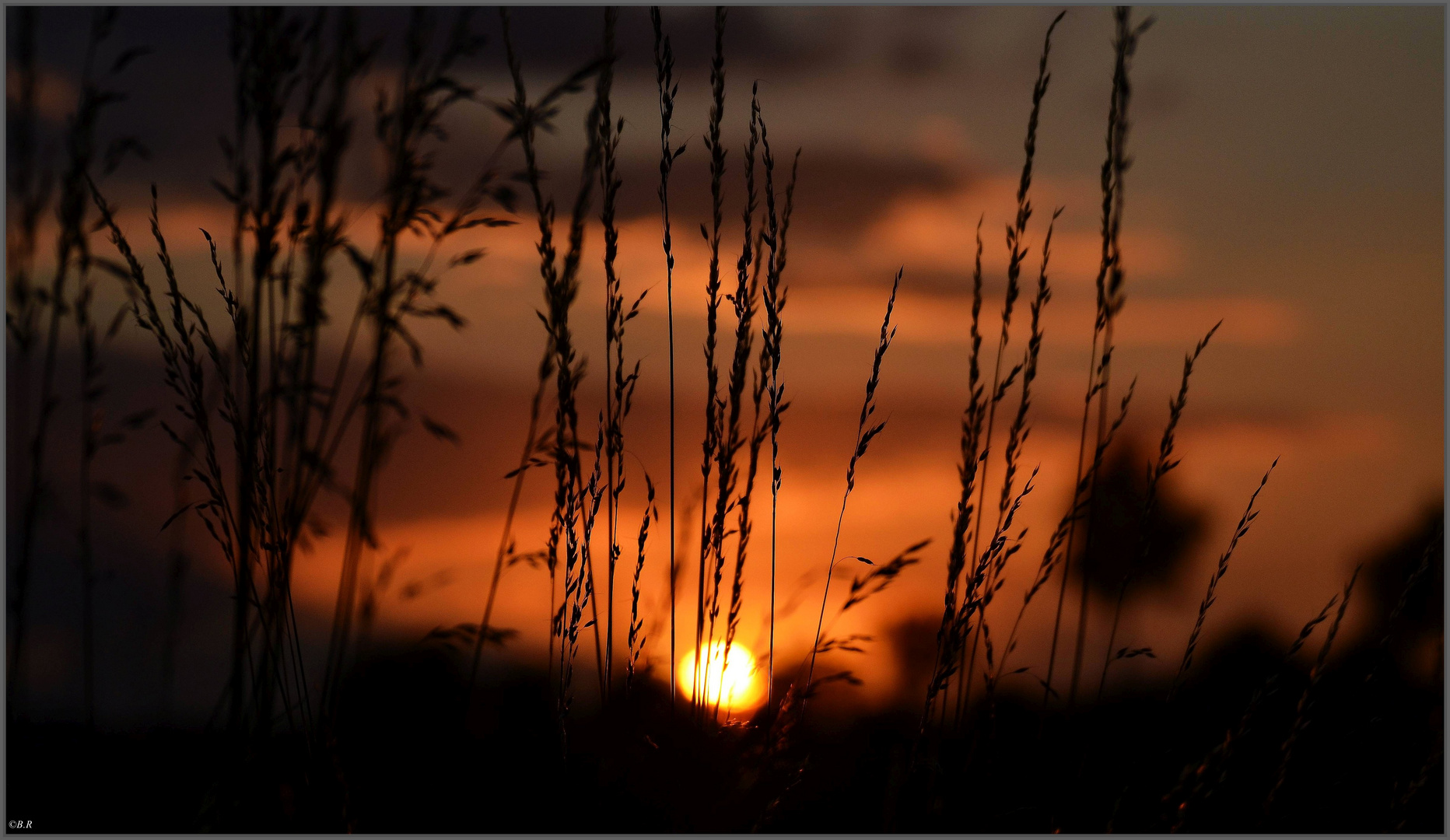 Gräser in der Abendsonne 01