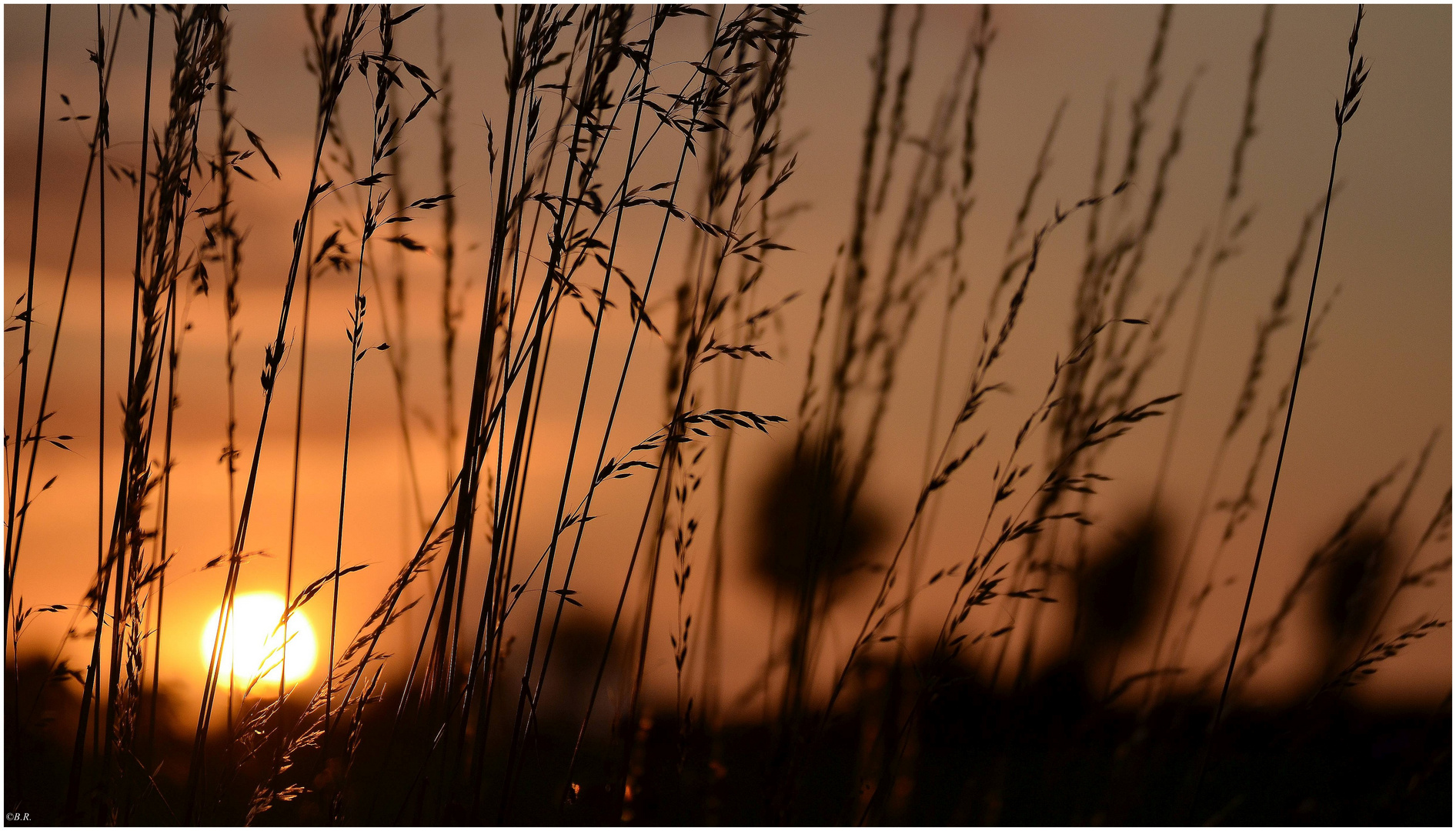 Gräser in der Abendsonne 02