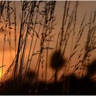 Gräser in der Abendsonne 02