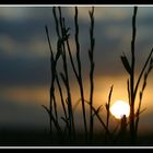 Gräser in der Abendsonne