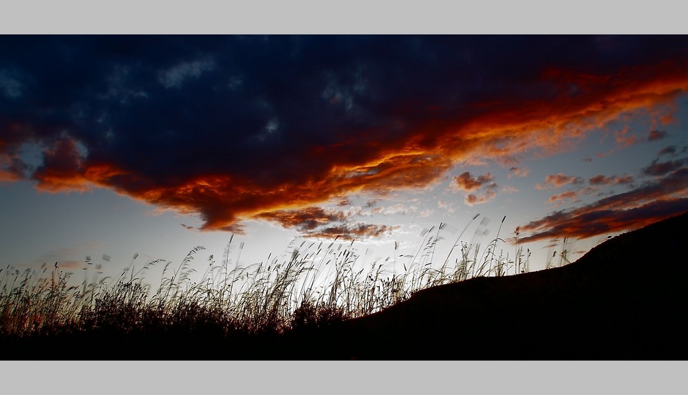 Gräser in der Abendsonne