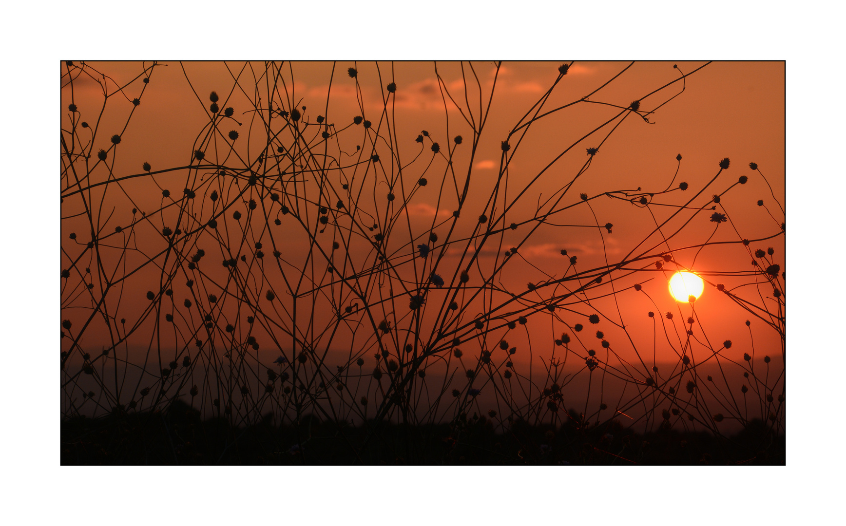 Gräser in der Abendsonne