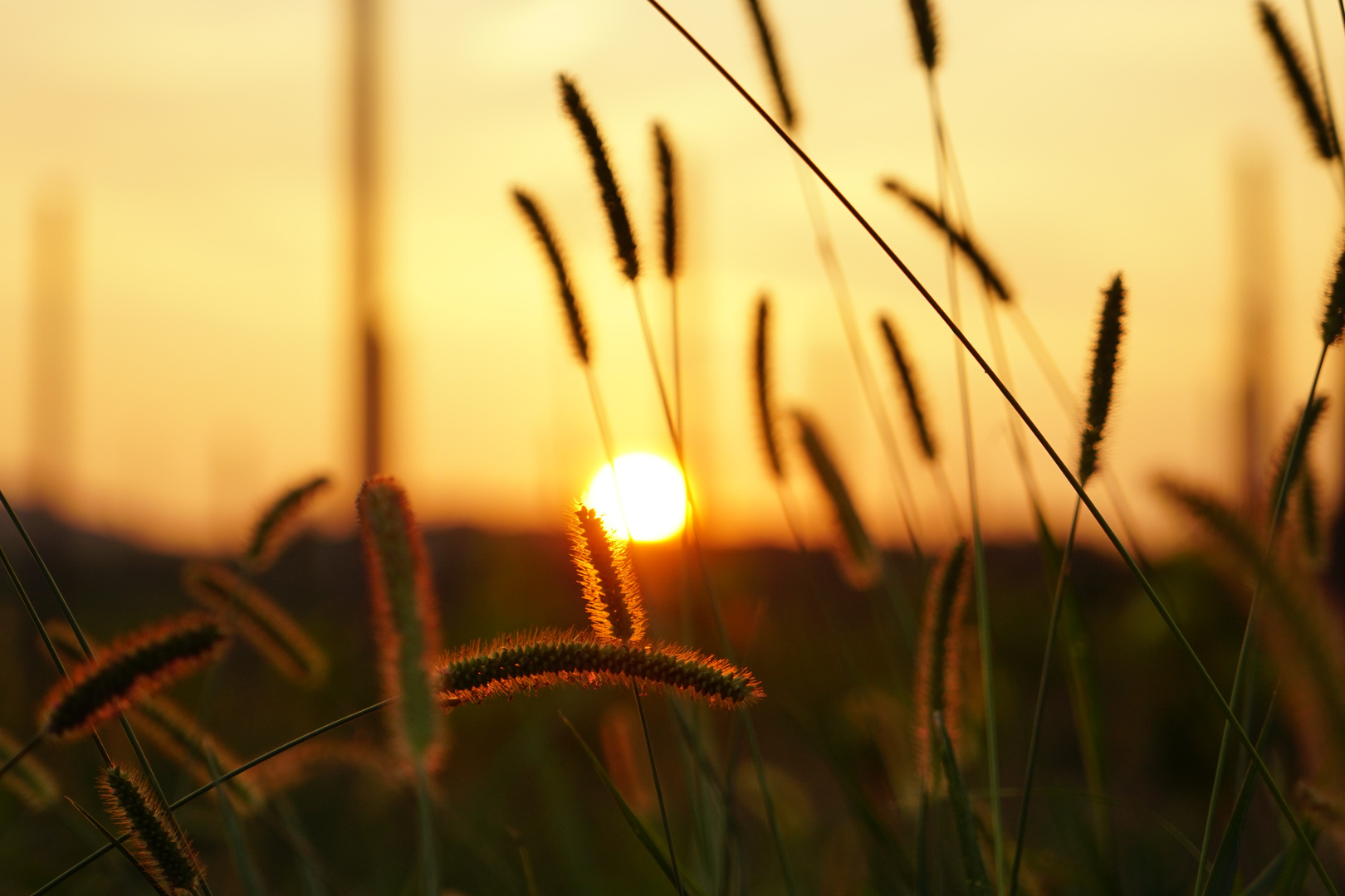 Gräser in der Abendsonne