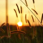 Gräser in der Abendsonne