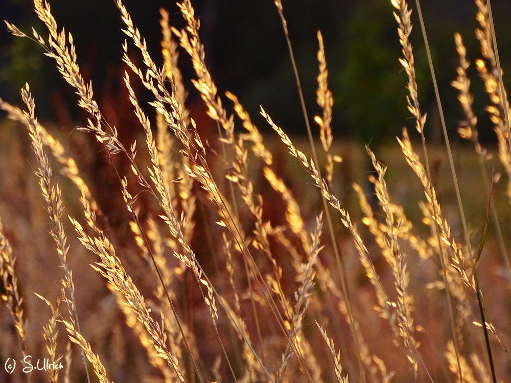 Gräser in der Abendsonne