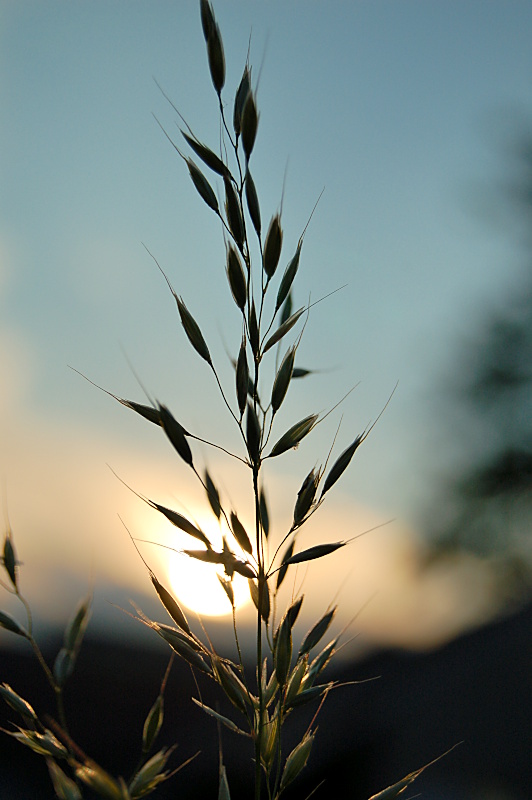 Gräser in der Abendsonne