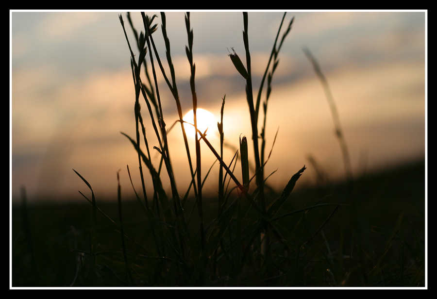 Gräser in der Abendsonne Teil 2