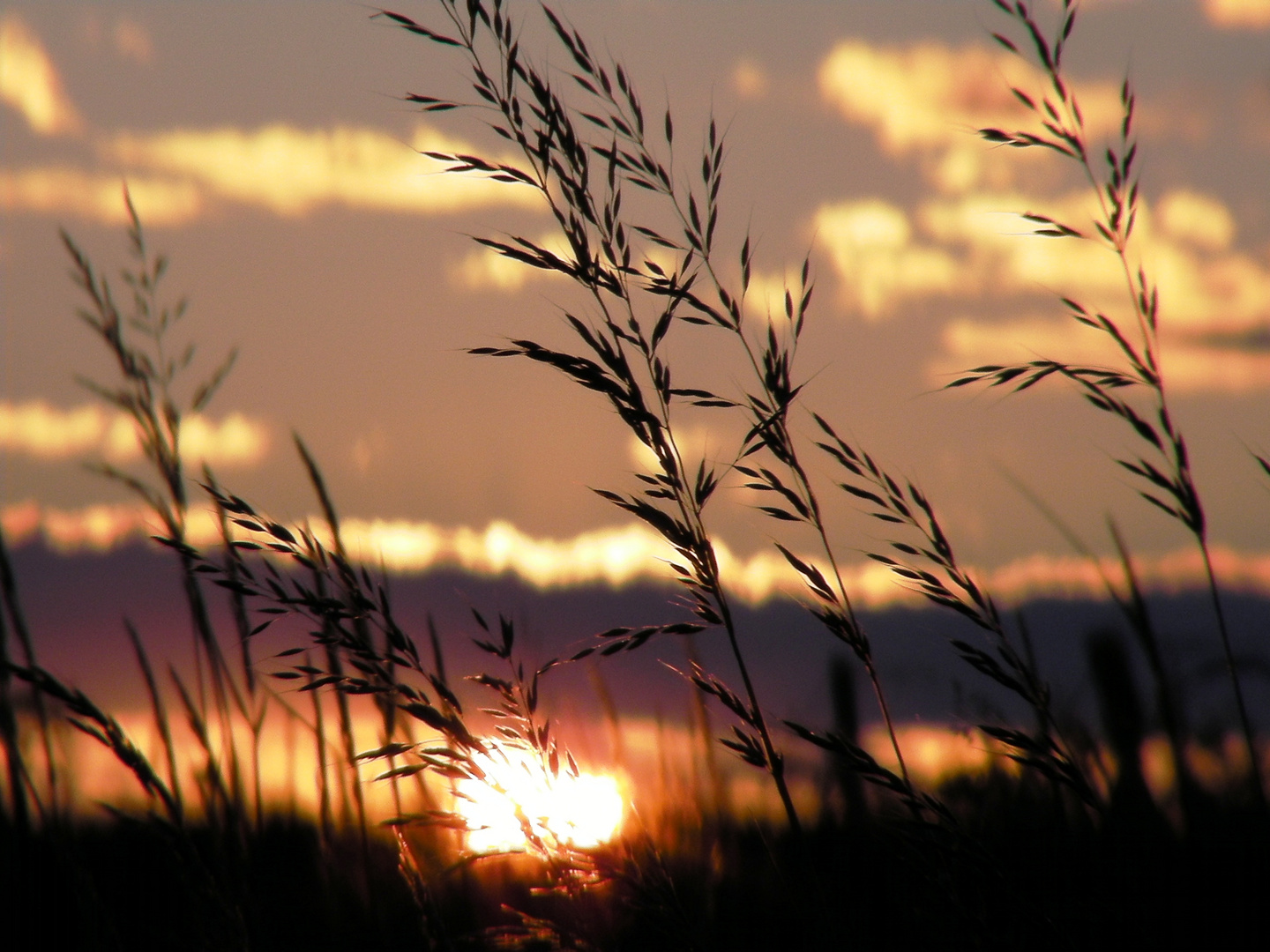 Gräser in der Abensonne