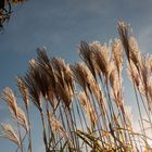 Gräser in der Herbstsonne