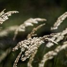 Gräser in der Mehlinger Heide im Gegenlicht