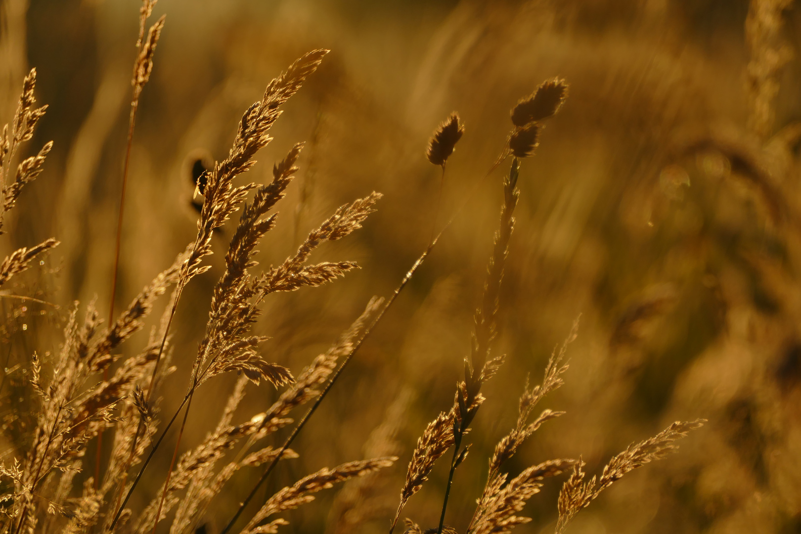 Gräser in der Morgensonne