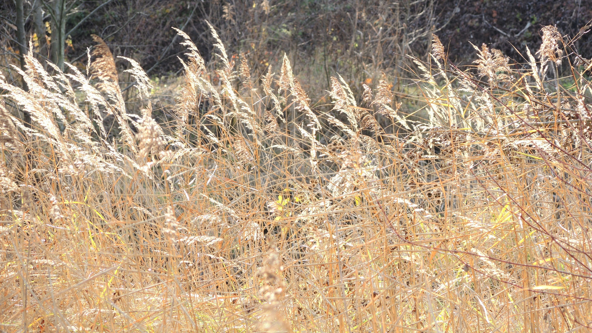 Gräser in der Novembersonne