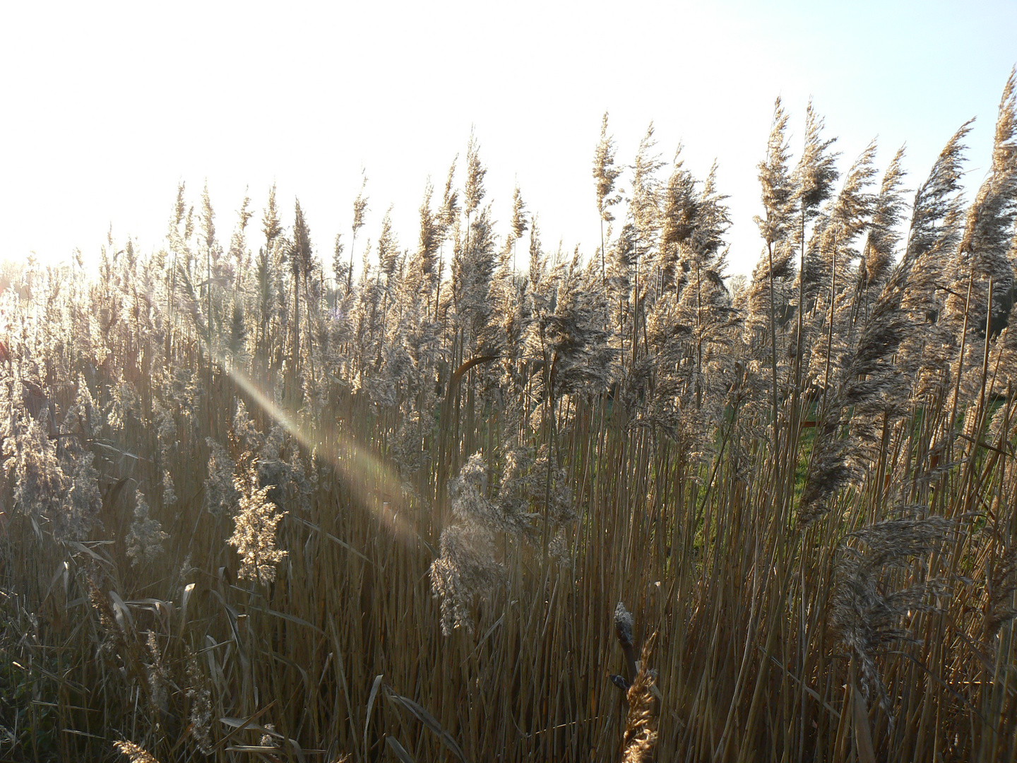 Gräser in der Sonne