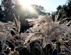 Gräser in der Sonne