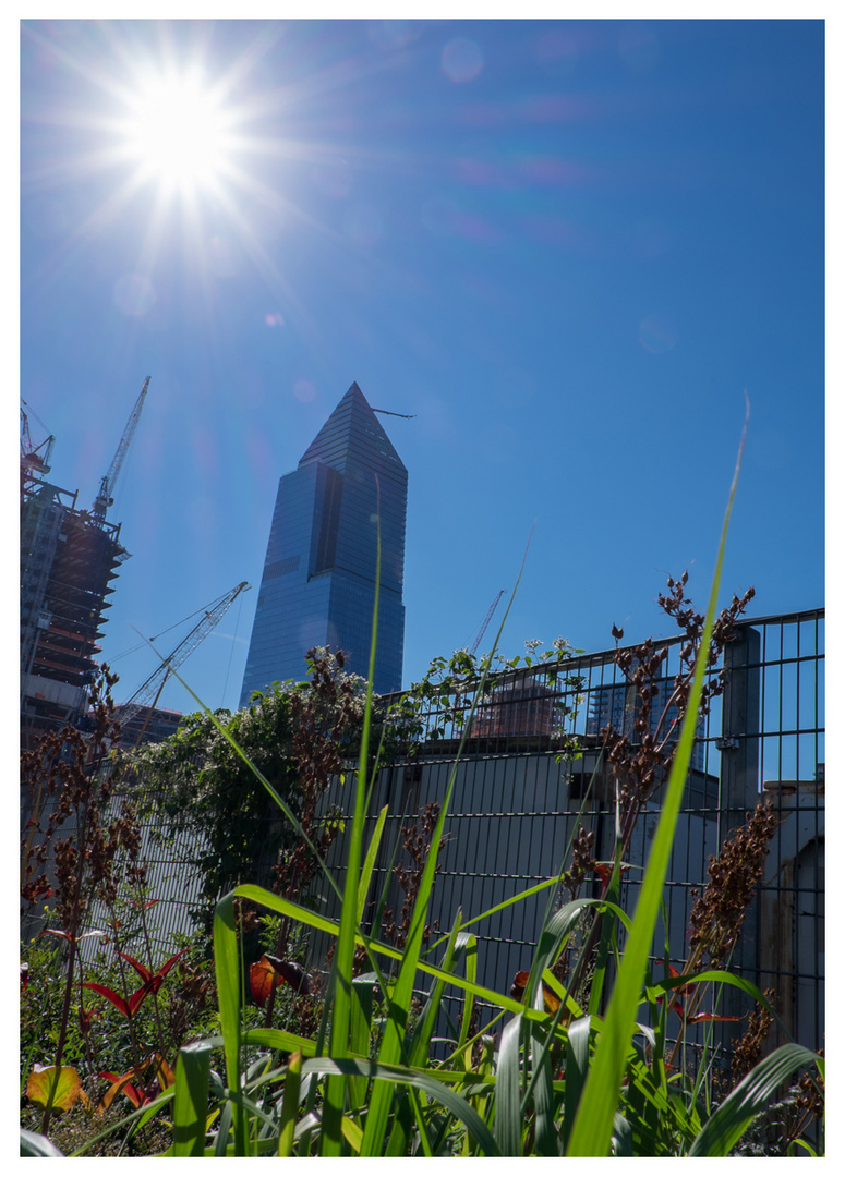 Gräser in der Sonne