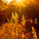 Gräser in der untergehenden Sonne