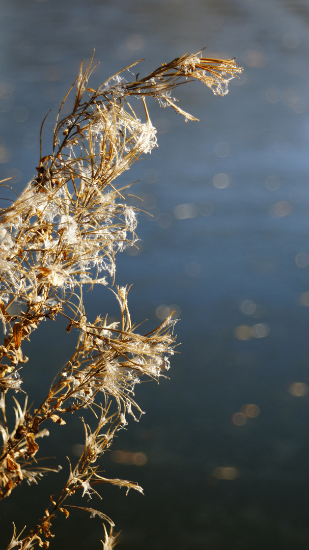 Gräser in Frost